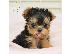 PoulaTo: αγαπώντας το Yorkie terrier έτοιμο για υιοθέτηση.